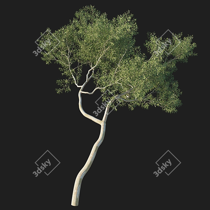 Eucalyptus Tree 3D Model Kit 3D model image 1