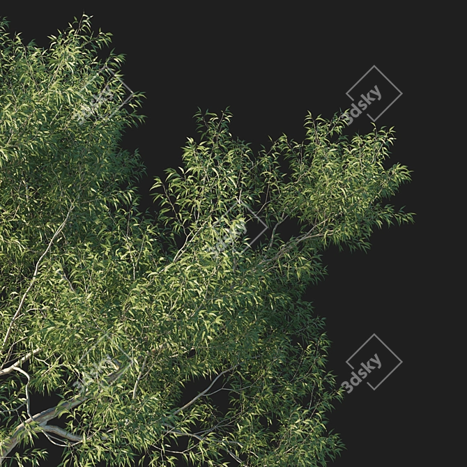 Eucalyptus Tree 3D Model Kit 3D model image 2