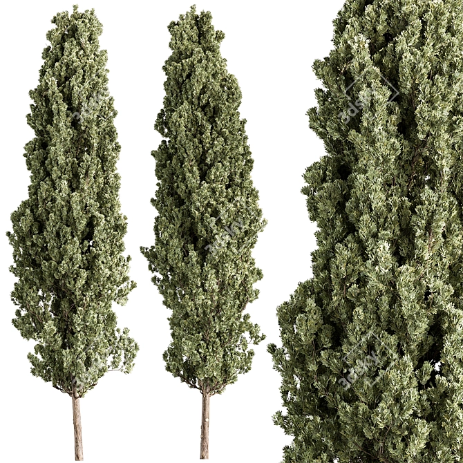  Evergreen Lawson Cypress Tree 3D model image 1