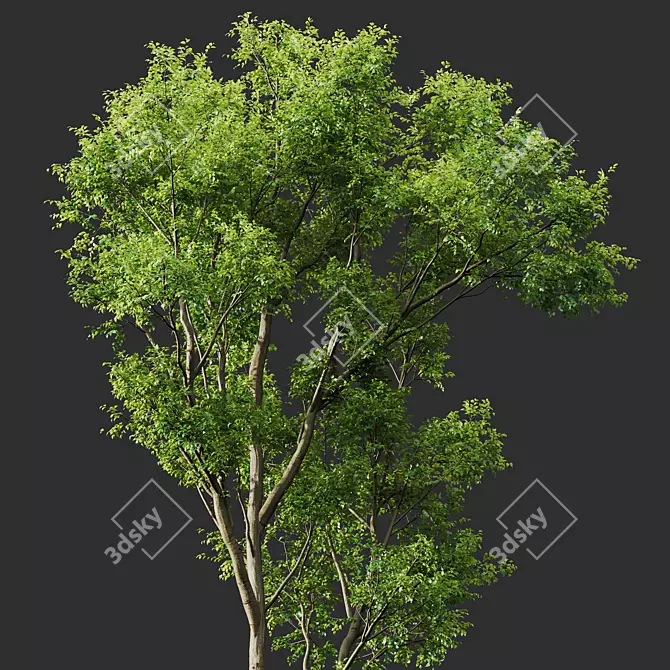 Celtis Australis 3D Model Pack 3D model image 3