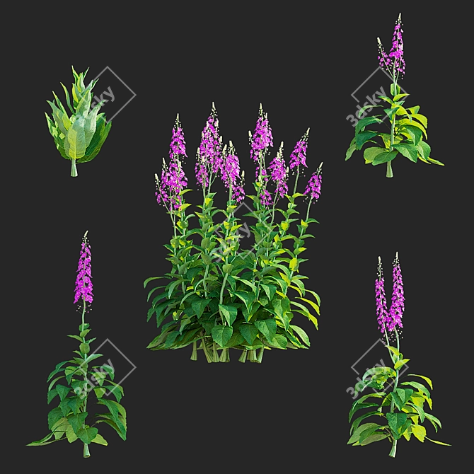 Elegant Verbascum Flower Collection 3D model image 2