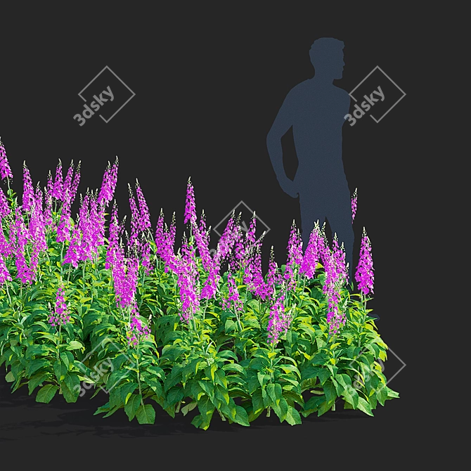 Elegant Verbascum Flower Collection 3D model image 3