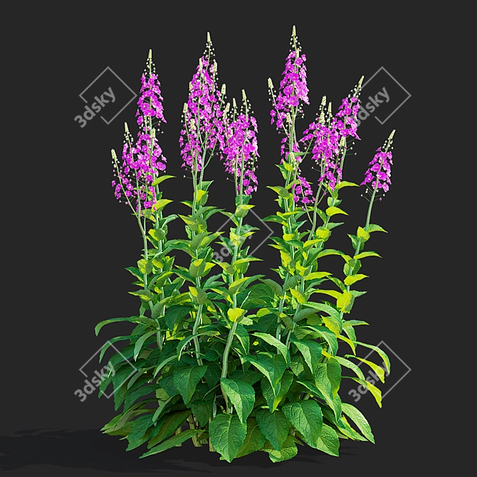 Elegant Verbascum Flower Collection 3D model image 4