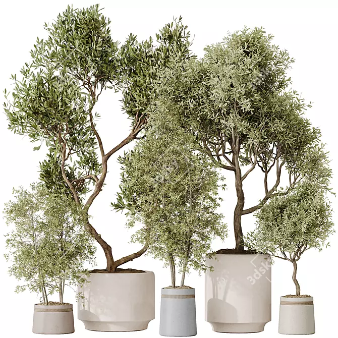 Modern Indoor Plant Set Bundle 3D model image 1