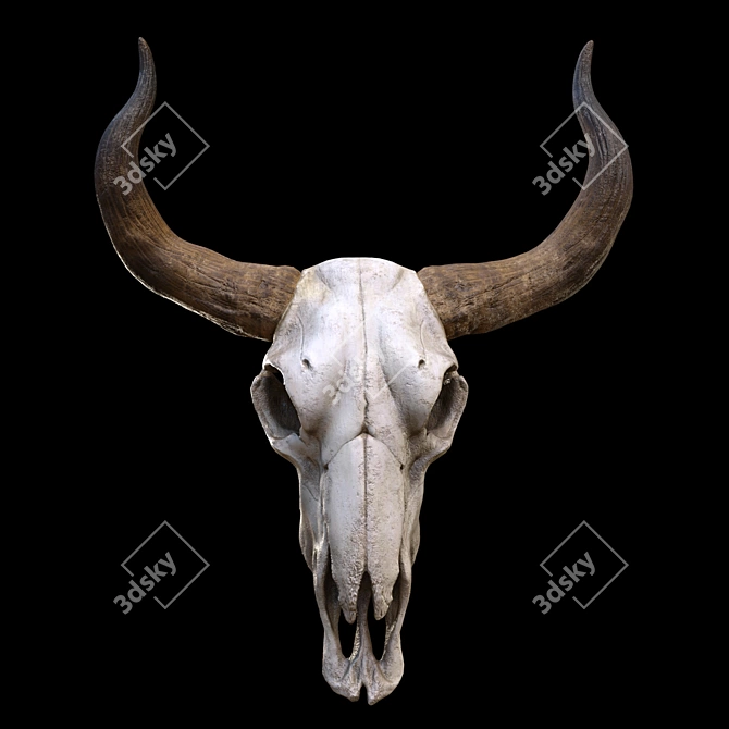 Vintage Longhorn Skull Decor Model 3D model image 2