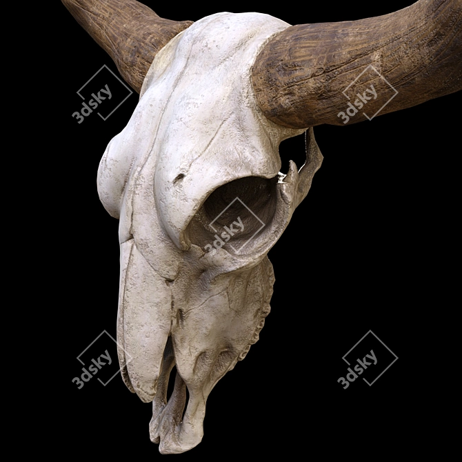 Vintage Longhorn Skull Decor Model 3D model image 3