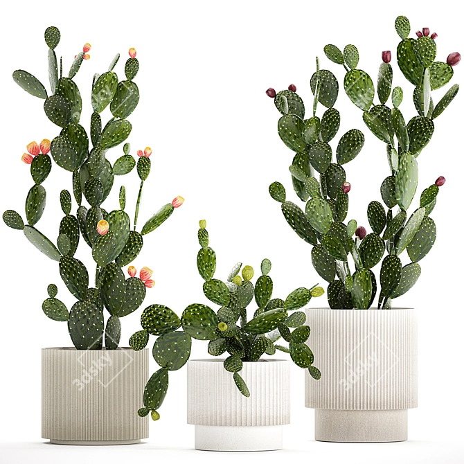 Desert Cactus Collection 1475 3D model image 1