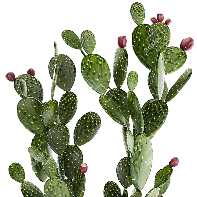 Desert Cactus Collection 1475 3D model image 2