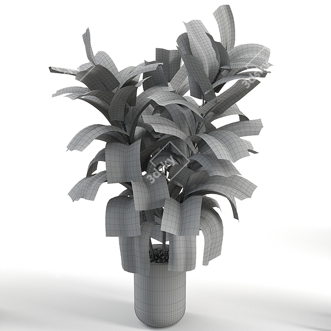 Russian Rubber Plant Showcase 3D model image 2