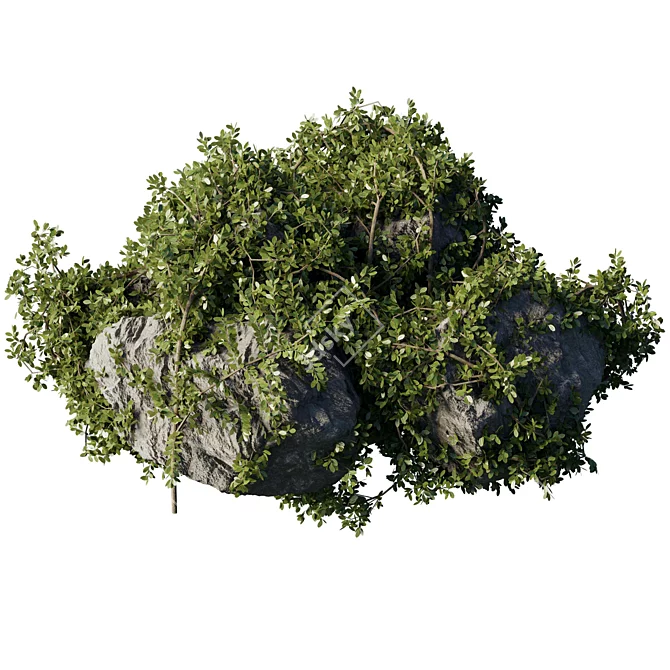 Ivy & Moss Stones Set 3D model image 3