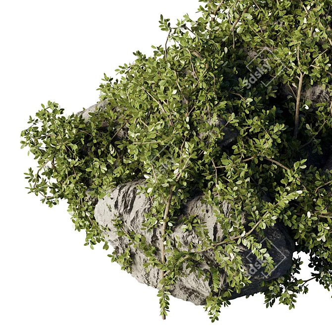 Ivy & Moss Stones Set 3D model image 4