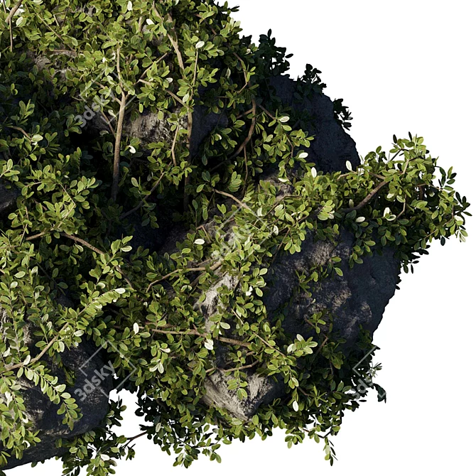 Ivy & Moss Stones Set 3D model image 5