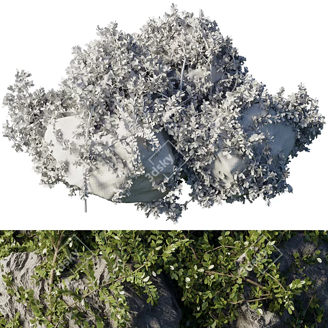 Ivy & Moss Stones Set 3D model image 6