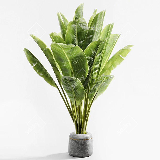 Title: Gorgeous Banana Plant 058 3D model image 3