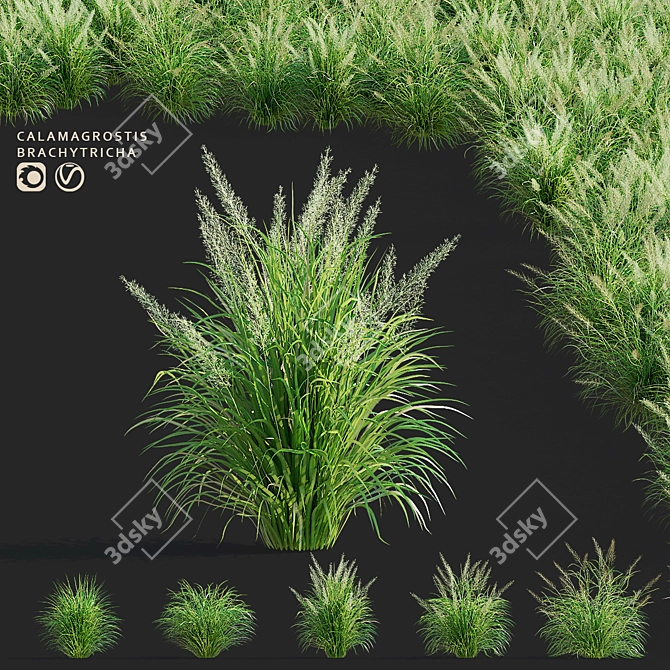 Diamond Veil | Calamagrostis brachytricha 3D model image 1