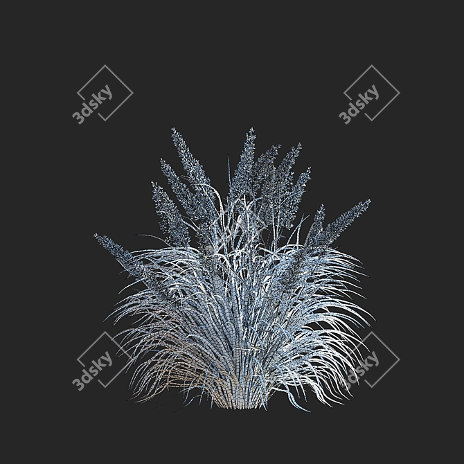 Diamond Veil | Calamagrostis brachytricha 3D model image 6