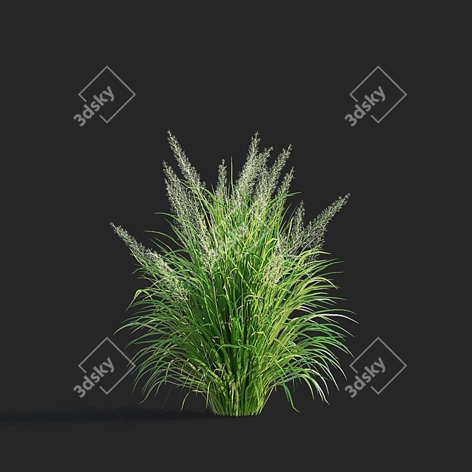 Diamond Veil | Calamagrostis brachytricha 3D model image 7