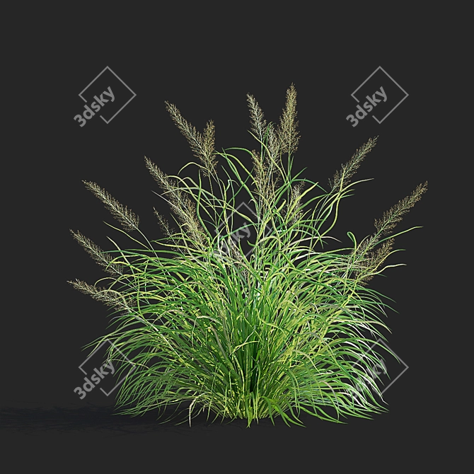 Diamond Veil | Calamagrostis brachytricha 3D model image 8