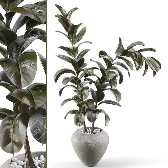 Title: Sleek Rubber Tree Plant 3D model image 1