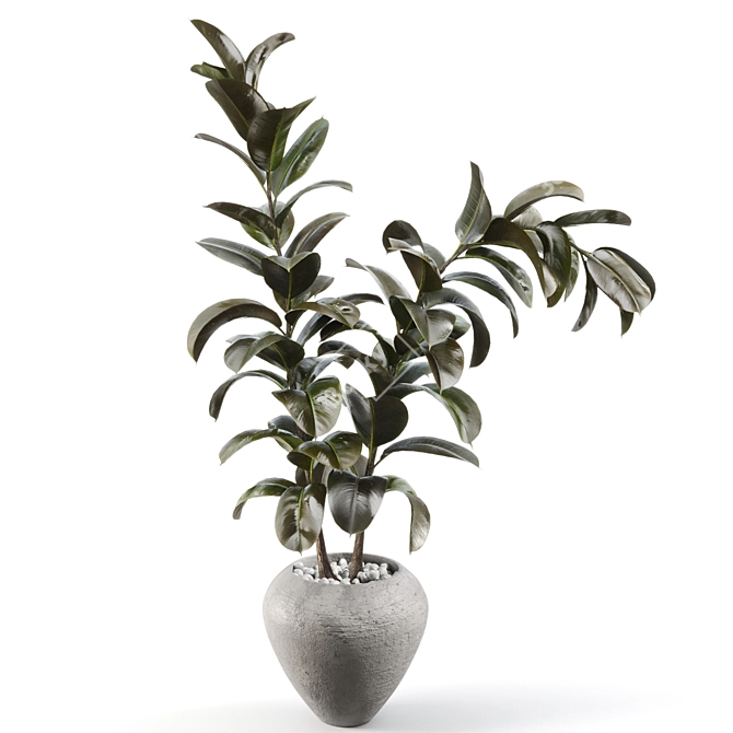 Title: Sleek Rubber Tree Plant 3D model image 3