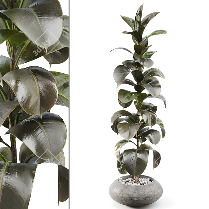 Serene Rubber Tree 047 3D model image 1