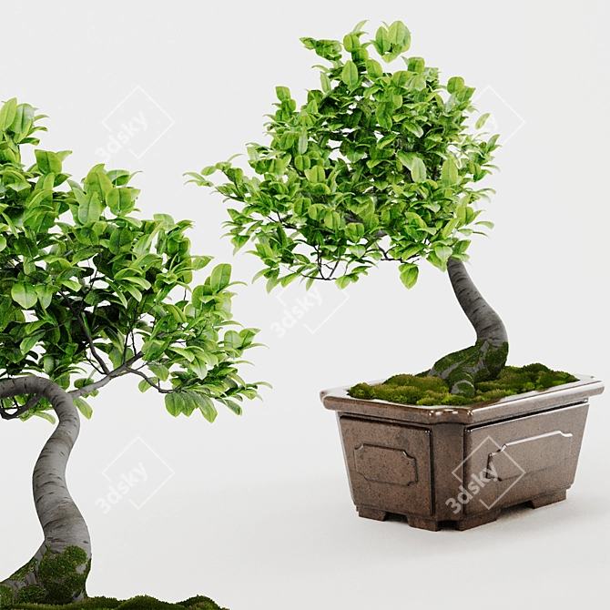 Bonsai Plant 3D Model Render 3D model image 1