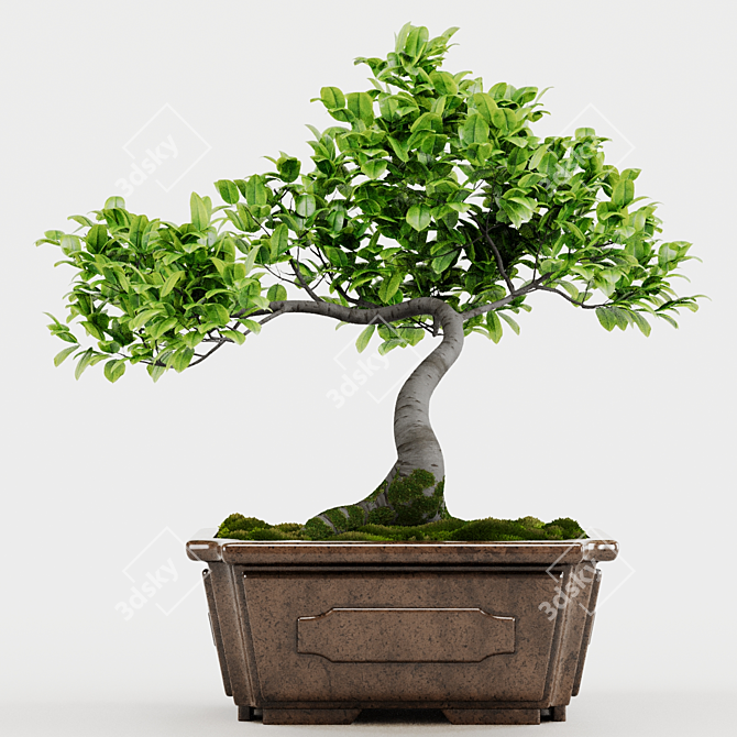 Bonsai Plant 3D Model Render 3D model image 2