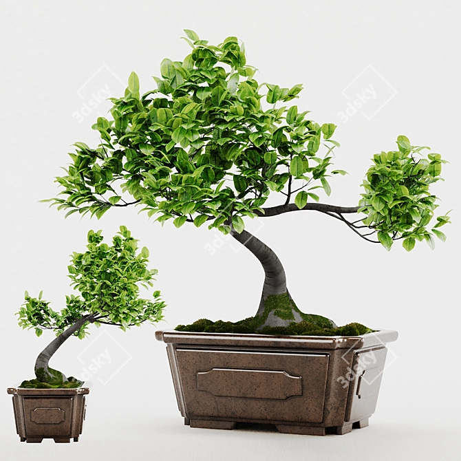 Bonsai Plant 3D Model Render 3D model image 3