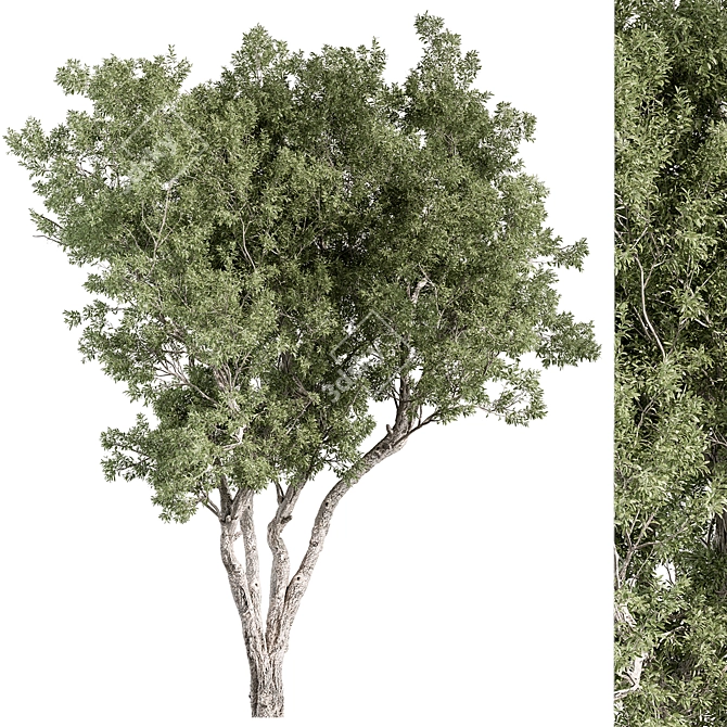 Boxwood Tree Set 315 3D model image 1