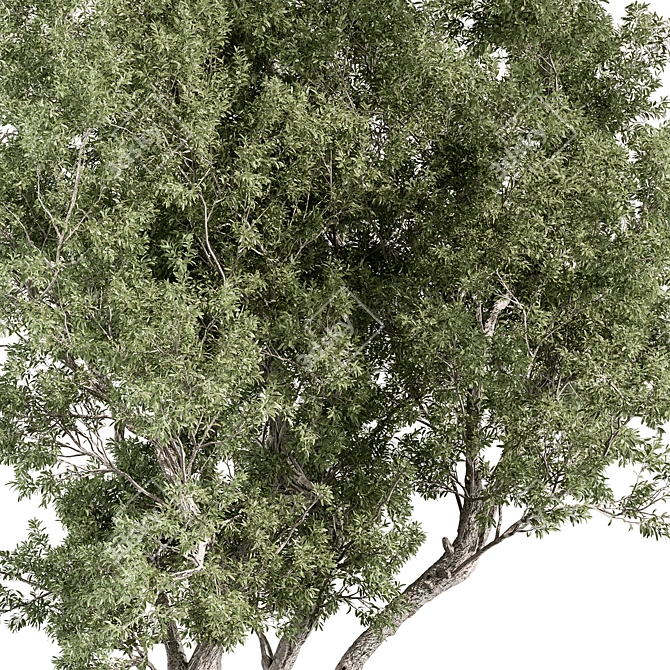 Boxwood Tree Set 315 3D model image 2