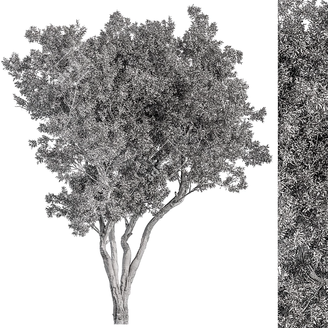 Boxwood Tree Set 315 3D model image 3