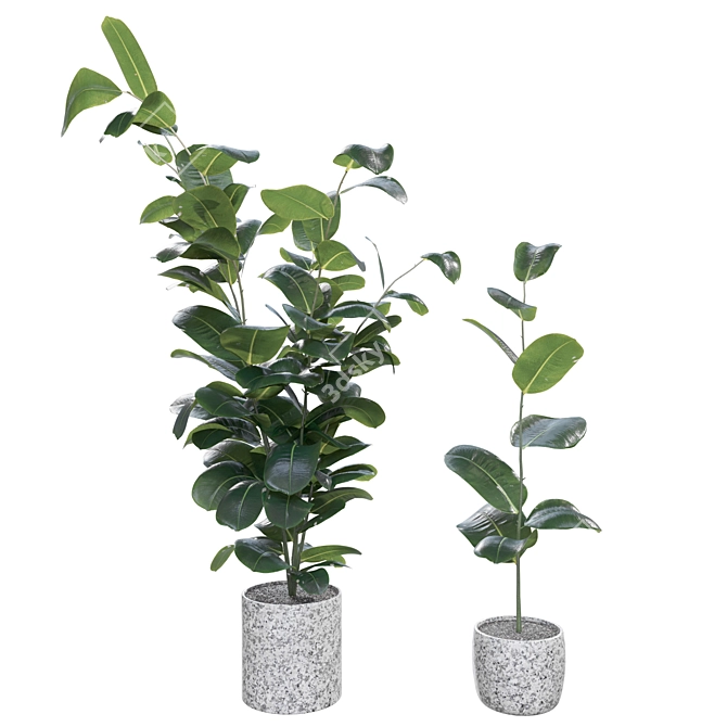 Rubber Ficus Potted 3D Model 3D model image 1