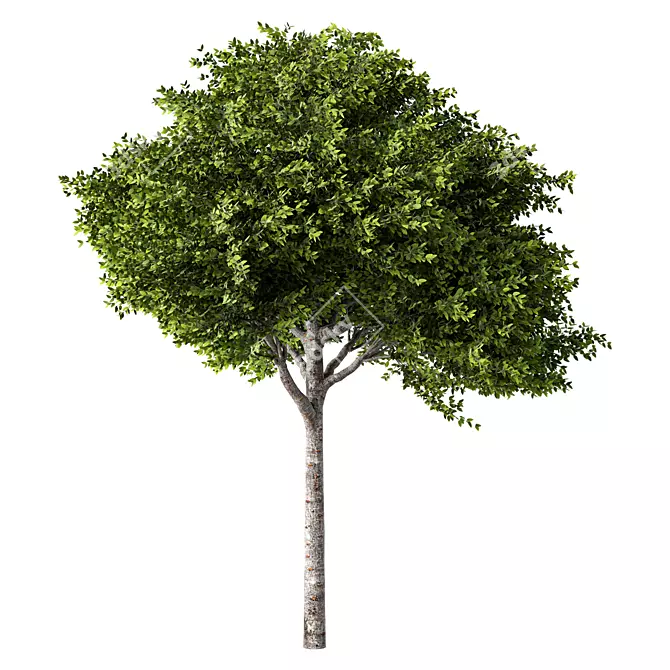 Dimensional Growth Release Tree 3D model image 1