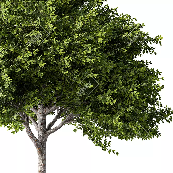 Dimensional Growth Release Tree 3D model image 2