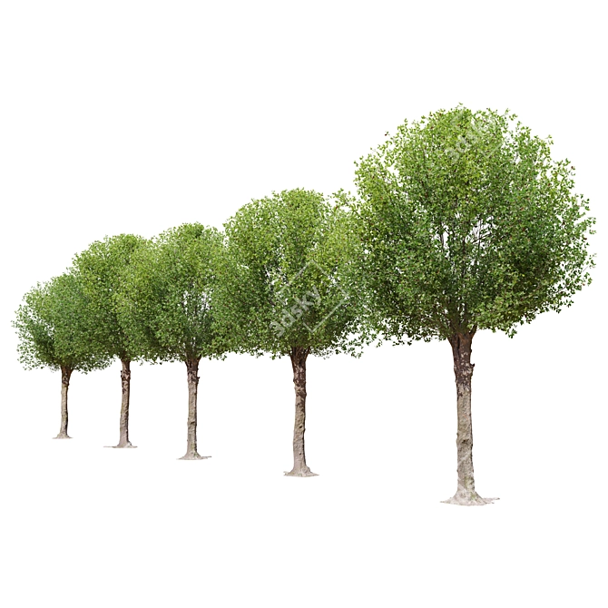 Round Shape Tree with Vray Materials 3D model image 2