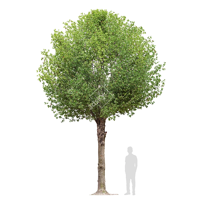 Round Shape Tree with Vray Materials 3D model image 4