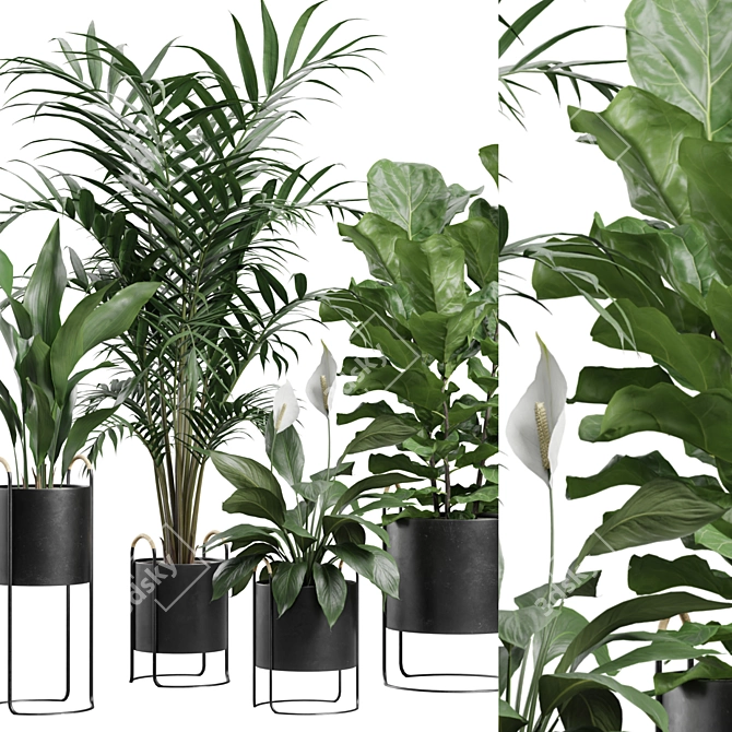 Exotic Indoor Plants Collection Pack 3D model image 2