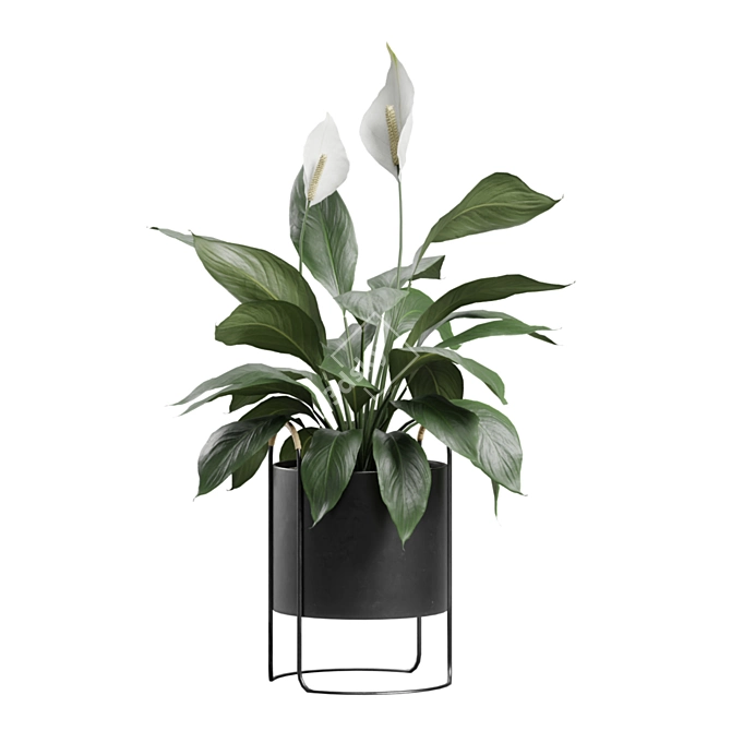 Exotic Indoor Plants Collection Pack 3D model image 6