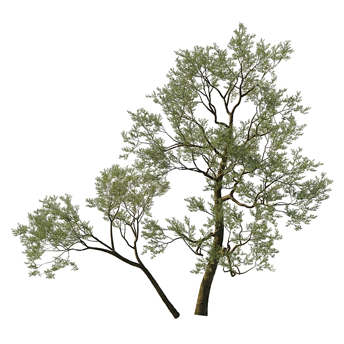 Coast Live Oak 2017 Model 3D model image 1