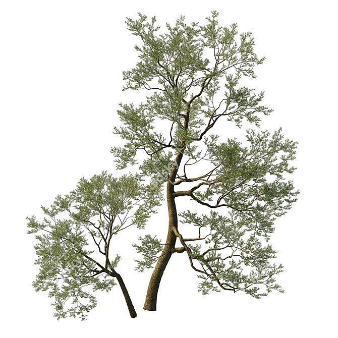 Coast Live Oak 2017 Model 3D model image 2