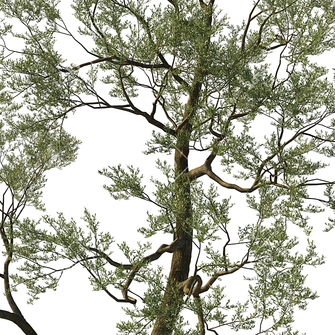 Coast Live Oak 2017 Model 3D model image 3