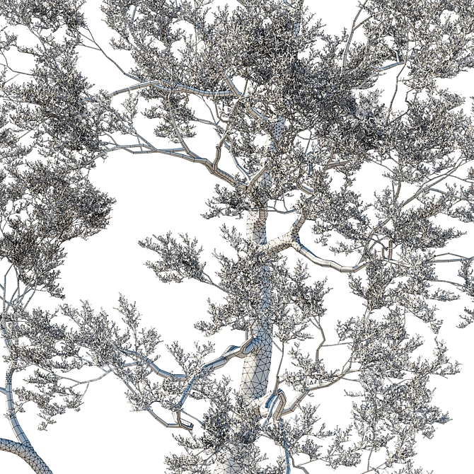 Coast Live Oak 2017 Model 3D model image 4