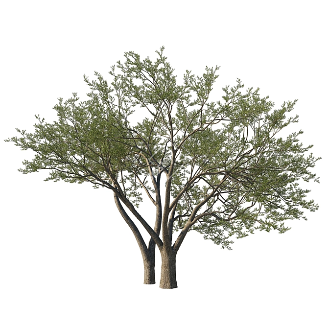 Coast Live Oak Tree Model 3D model image 1