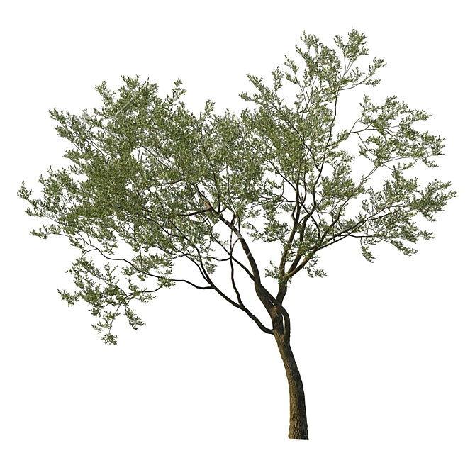 Coast Live Oak Tree Model 3D model image 1