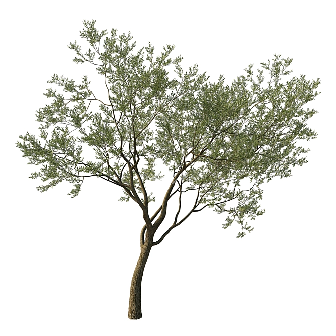 Coast Live Oak Tree Model 3D model image 2