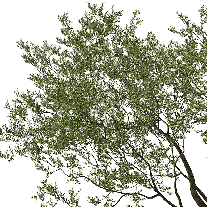 Coast Live Oak Tree Model 3D model image 3