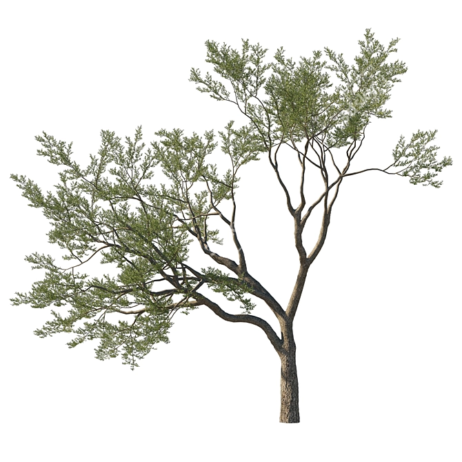 Coast Live Oak Tree Model 3D model image 1