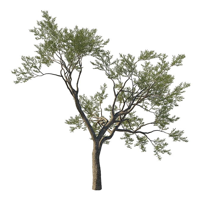 Coast Live Oak Tree Model 3D model image 2