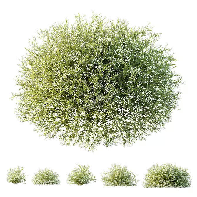 Snowflake Gypsophila 3D Plant Models 3D model image 1