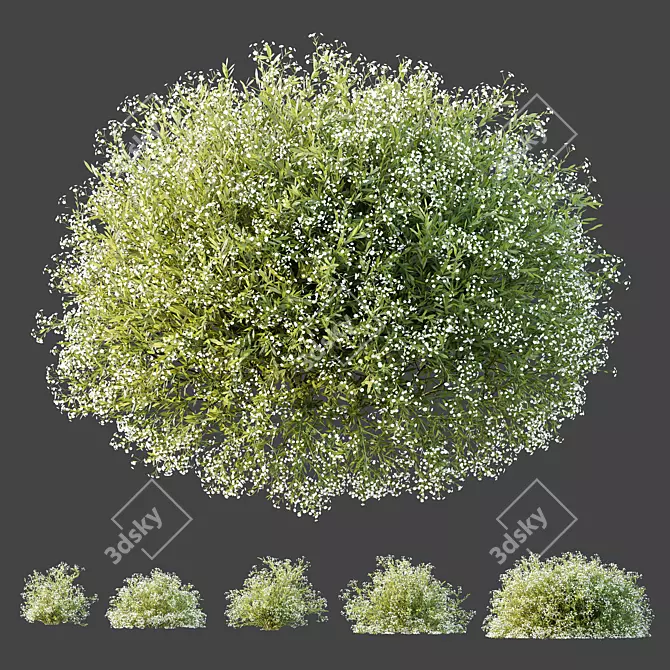 Snowflake Gypsophila 3D Plant Models 3D model image 2